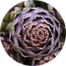 Altilix™ (Artichoke Extract)