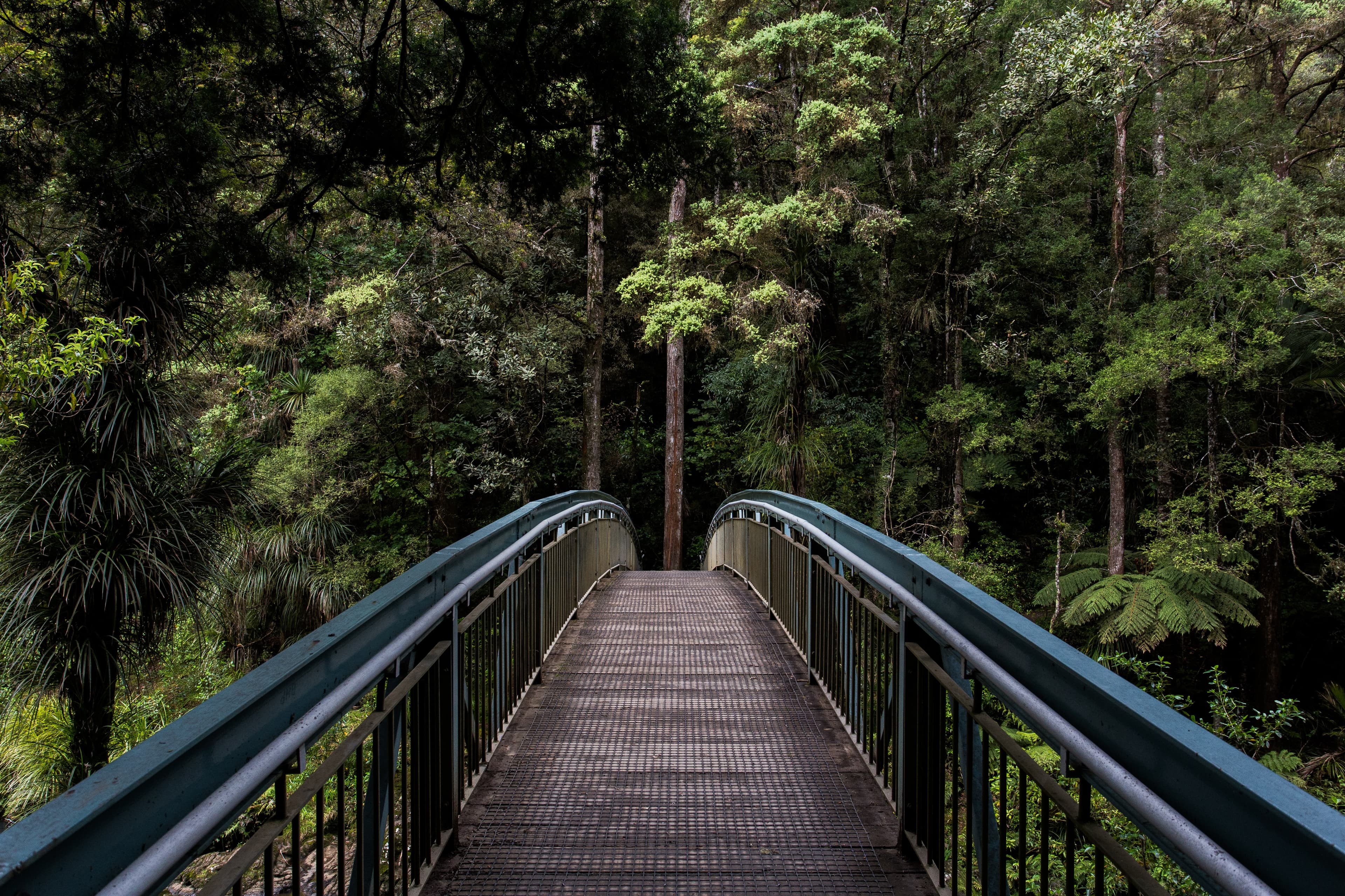 A narrow metal bridge is visible in the foreground, as if you are walking on it. In the background is a thick forest of lush green trees.