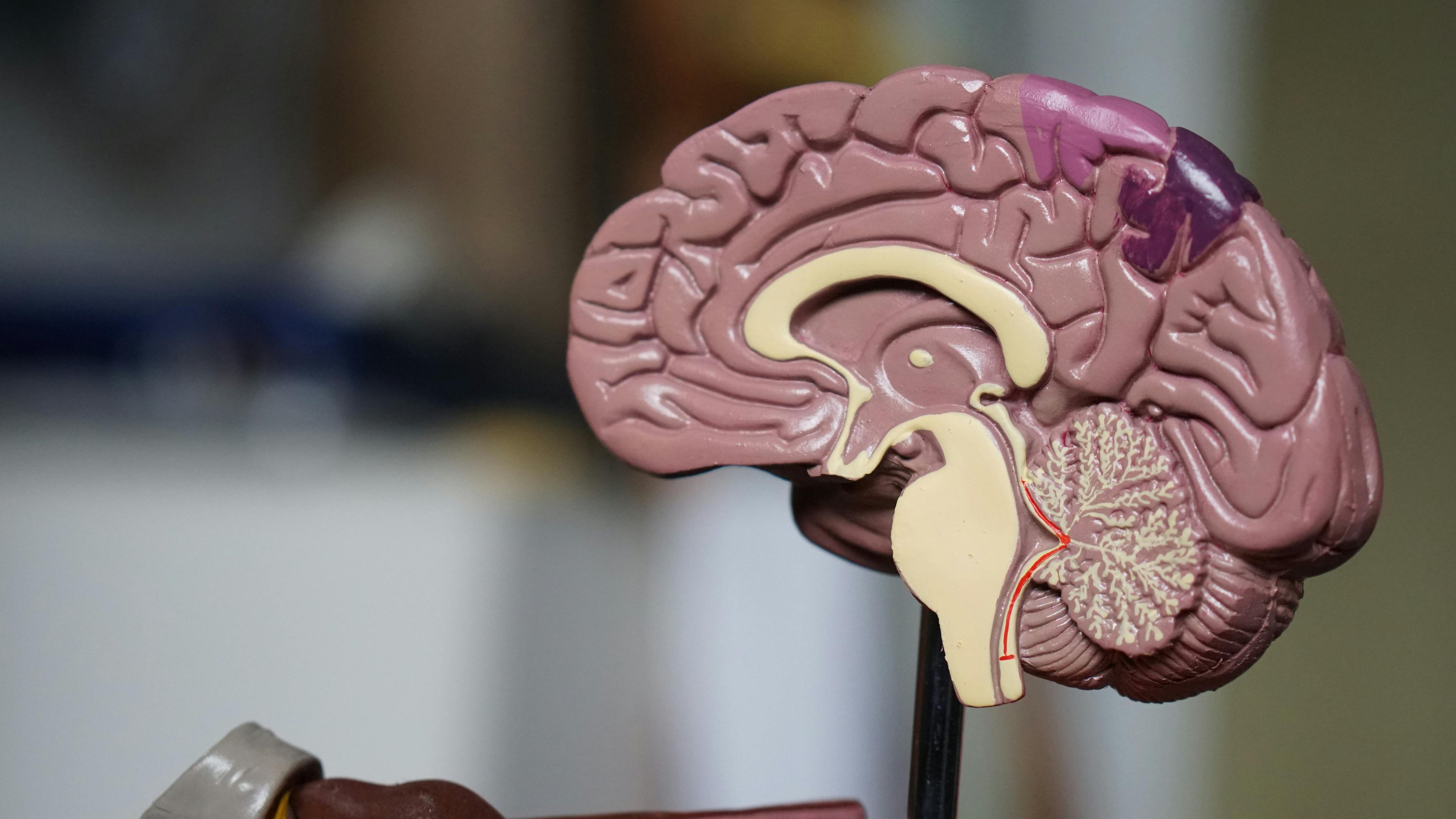 A plastic model of half a brain.